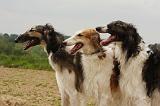 BARZOI 159